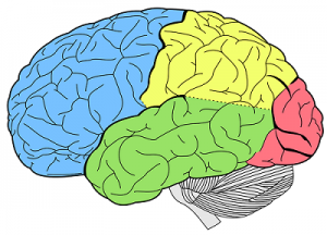 Brain Cognitive